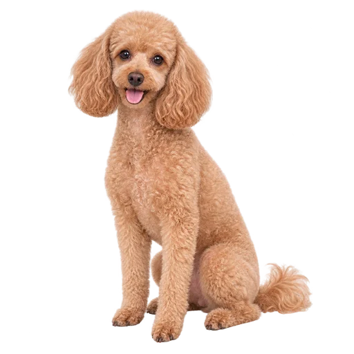 玩具貴婦犬示意圖